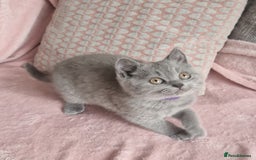 British Shorthair cats for sale: READY NOW, GCCF BLH & PET BSH PEDIGREE KITTENS - Image 9