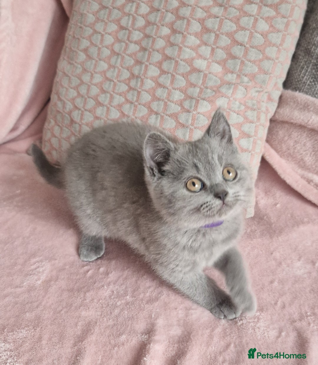 British Shorthair cats for sale: READY NOW, GCCF BLH & PET BSH PEDIGREE KITTENS - Image 9