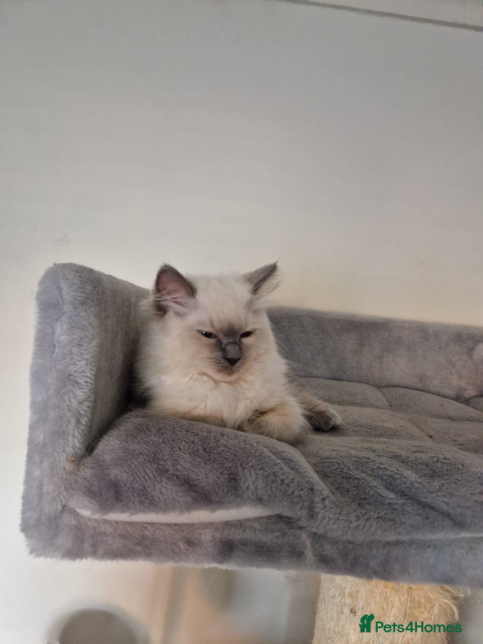 Ragdoll cats Boy and girl ragdolls - Advert 2