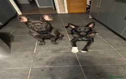 Mixed Breed dogs for sale: Snoop - Border Collie X German Shepherd  - Image 9