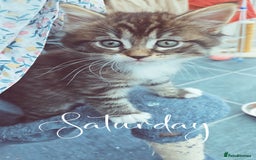 Maine Coon cats for sale: 3 main coon mix kittens - Image 3