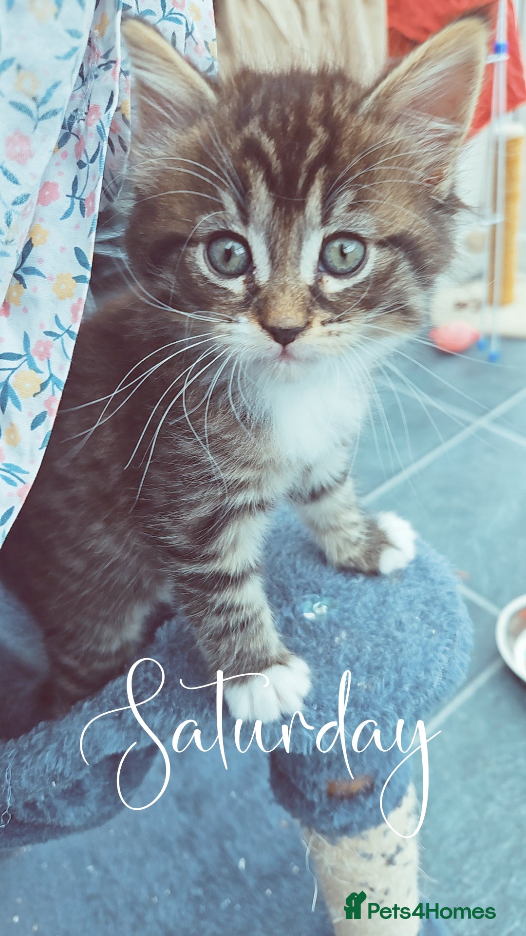 Maine Coon cats for sale: 3 main coon mix kittens - Image 3