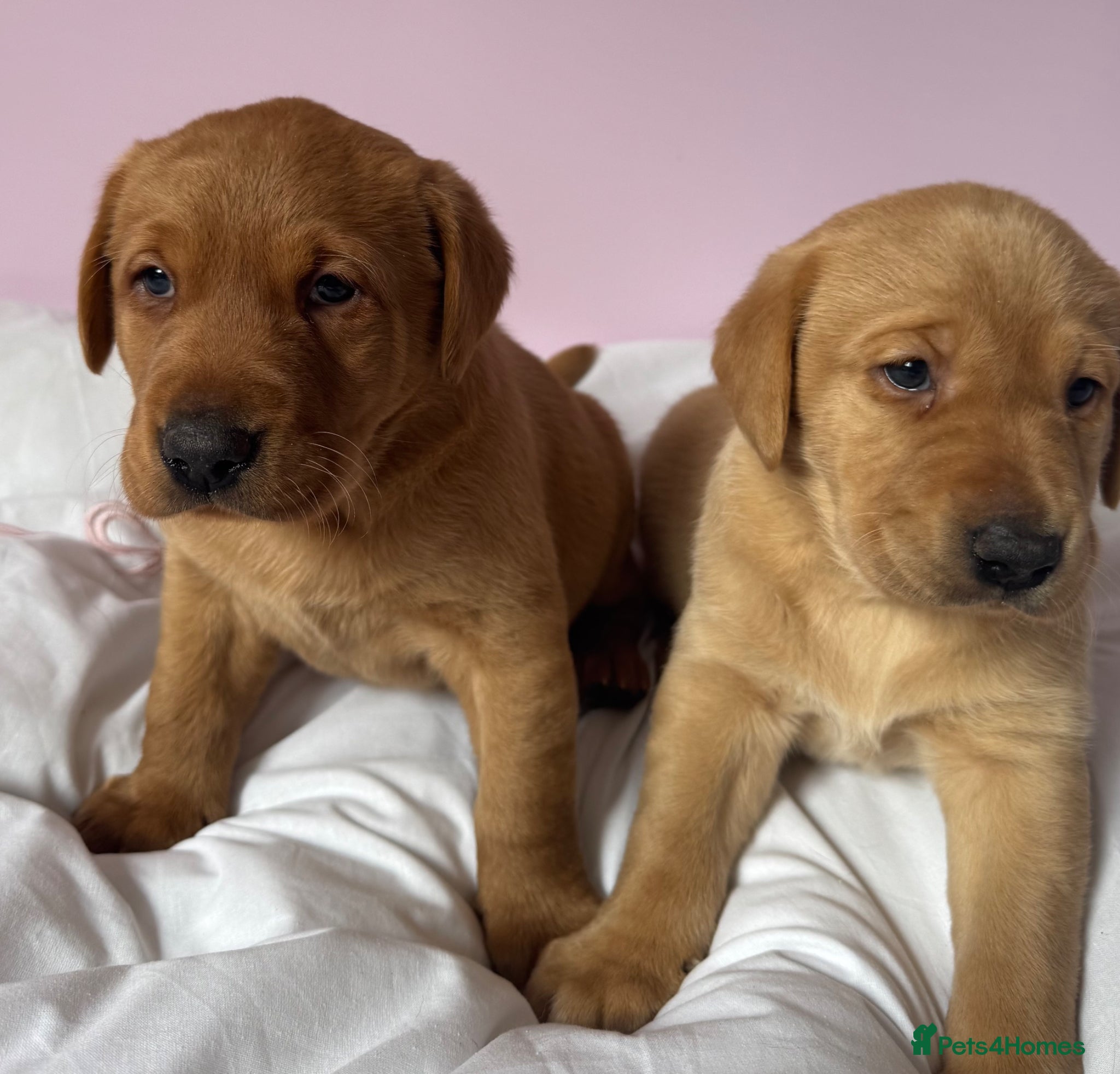 Labrador Retriever dogs for sale: Labrador pups fox red and black  - Advert 26