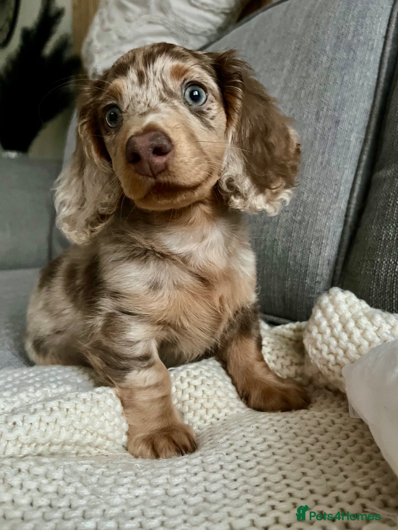 Miniature Dachshund dogs for stud: Dobby £0 - Advert 6