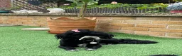 Shih Tzu dogs for sale: Molly Moo Moo - Advert 2