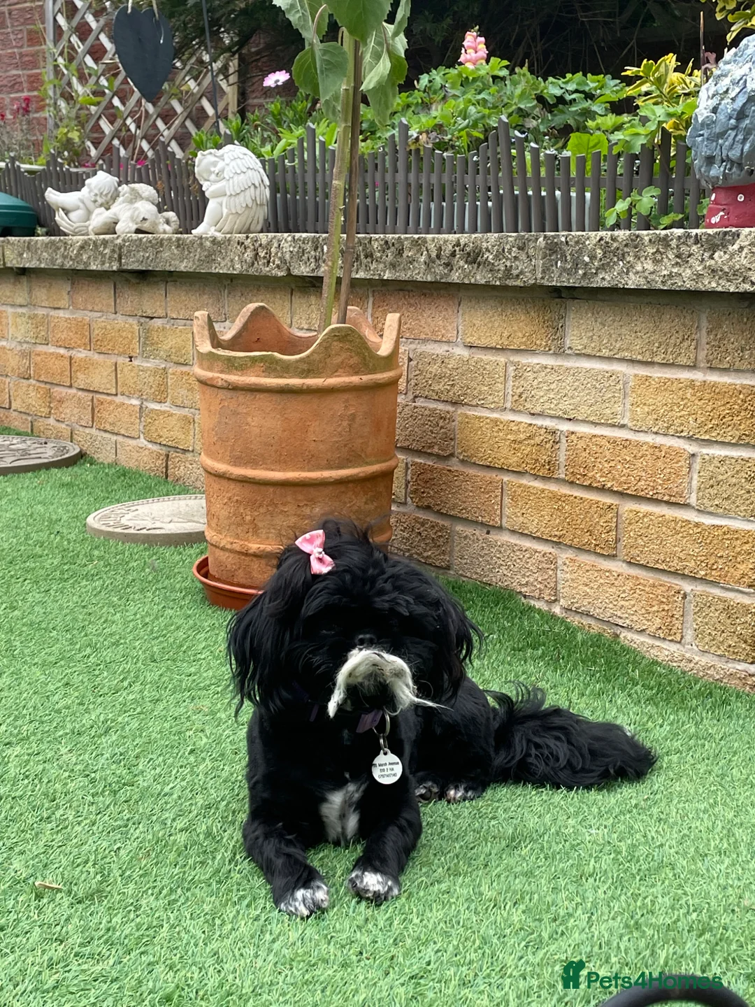 Shih Tzu dogs for sale: Molly Moo Moo - Advert 2