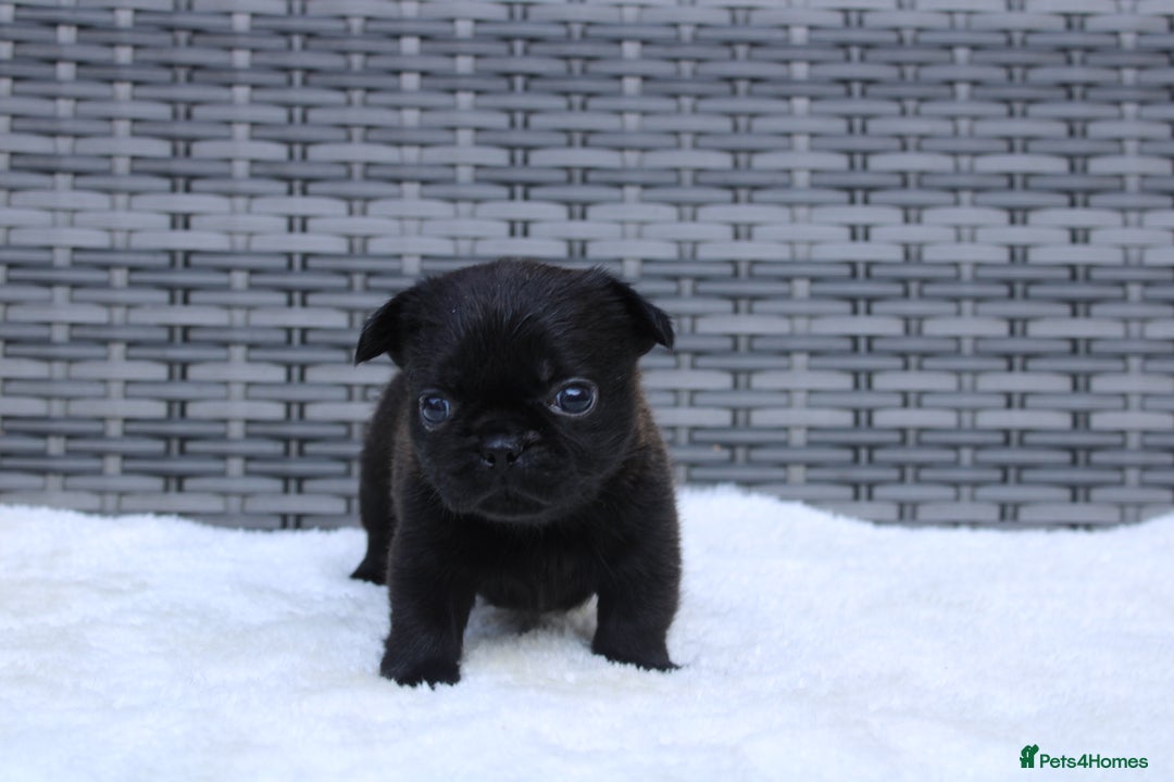 Mixed Breed dogs for sale: French bulldog X imperial shih tzu  - Image 24