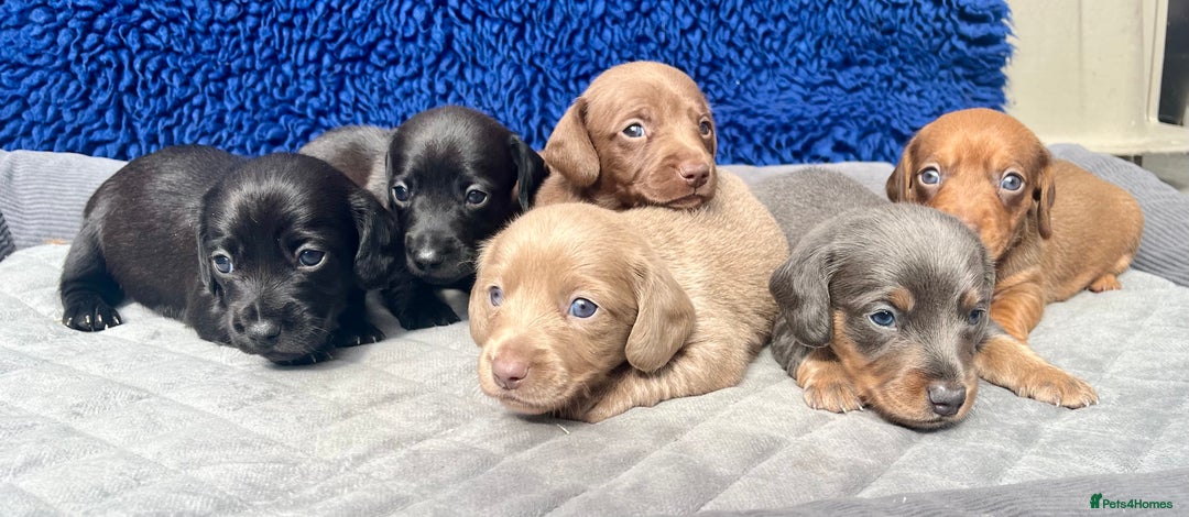 Dachshund dogs for sale: STUNNING MINIATURE KC REG PRA CLR - Image 6