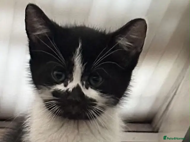 Mixed Breed cats Kittens - Advert 4