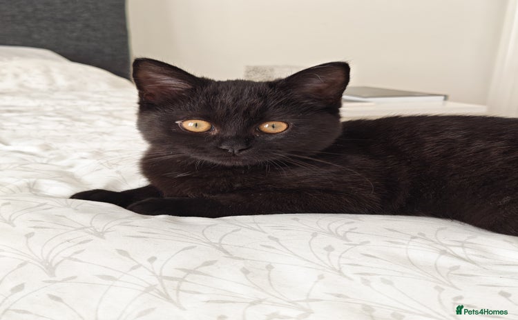 Mixed Breed cats - Advert 10