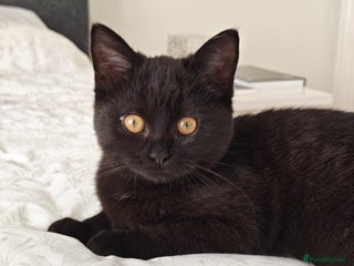 Mixed Breed cats Persian / British Shorthair Cross, Female Kitten - Advert 17