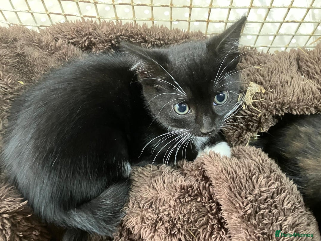 Mixed Breed cats for sale: Affectionate Farm Reared Kittens - Advert 5