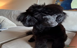 Miniature Poodle dogs for sale: Miniature Poodle - Image 3