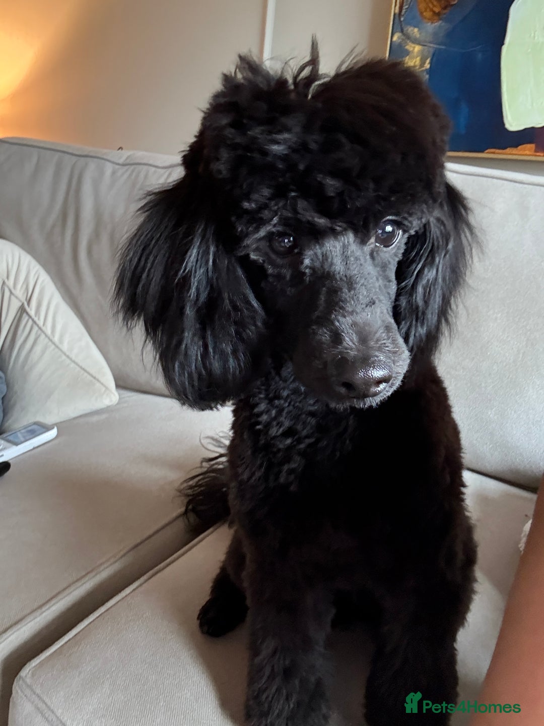 Miniature Poodle dogs for sale: Miniature Poodle - Image 3