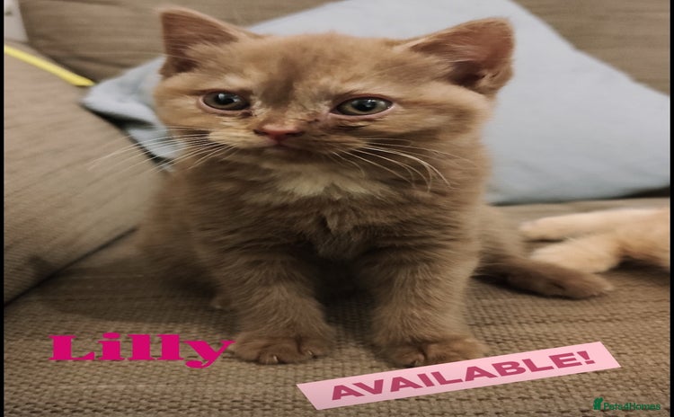 British Shorthair cats - Advert 4