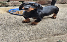 Miniature Dachshund dogs for sale: Miniature dashound in Y Felinheli - Image 1
