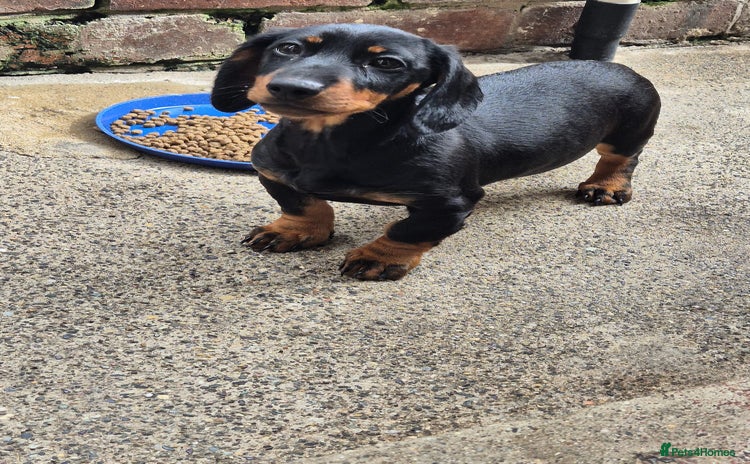 Miniature Dachshund dogs in Y Felinheli - Advert 8