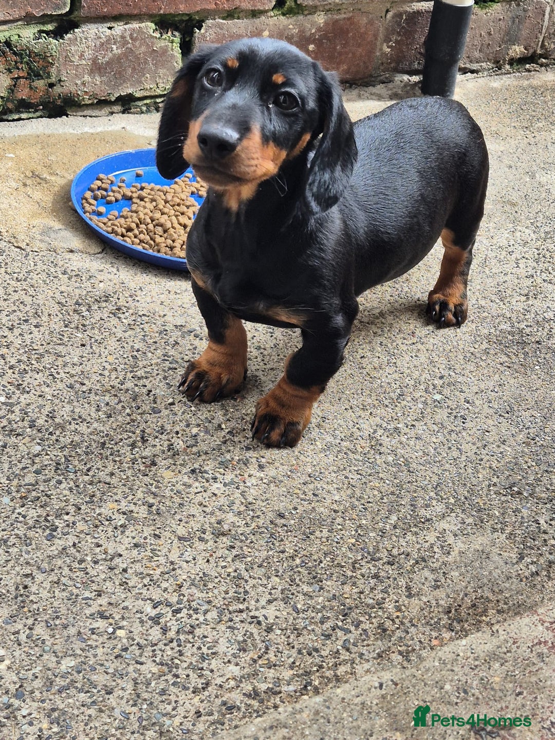 Miniature Dachshund dogs for sale: Miniature dashound in Y Felinheli - Image 1