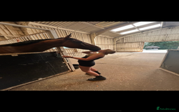 Irish Thoroughbred horses for sale: Big Ben 17hh  - Image 2