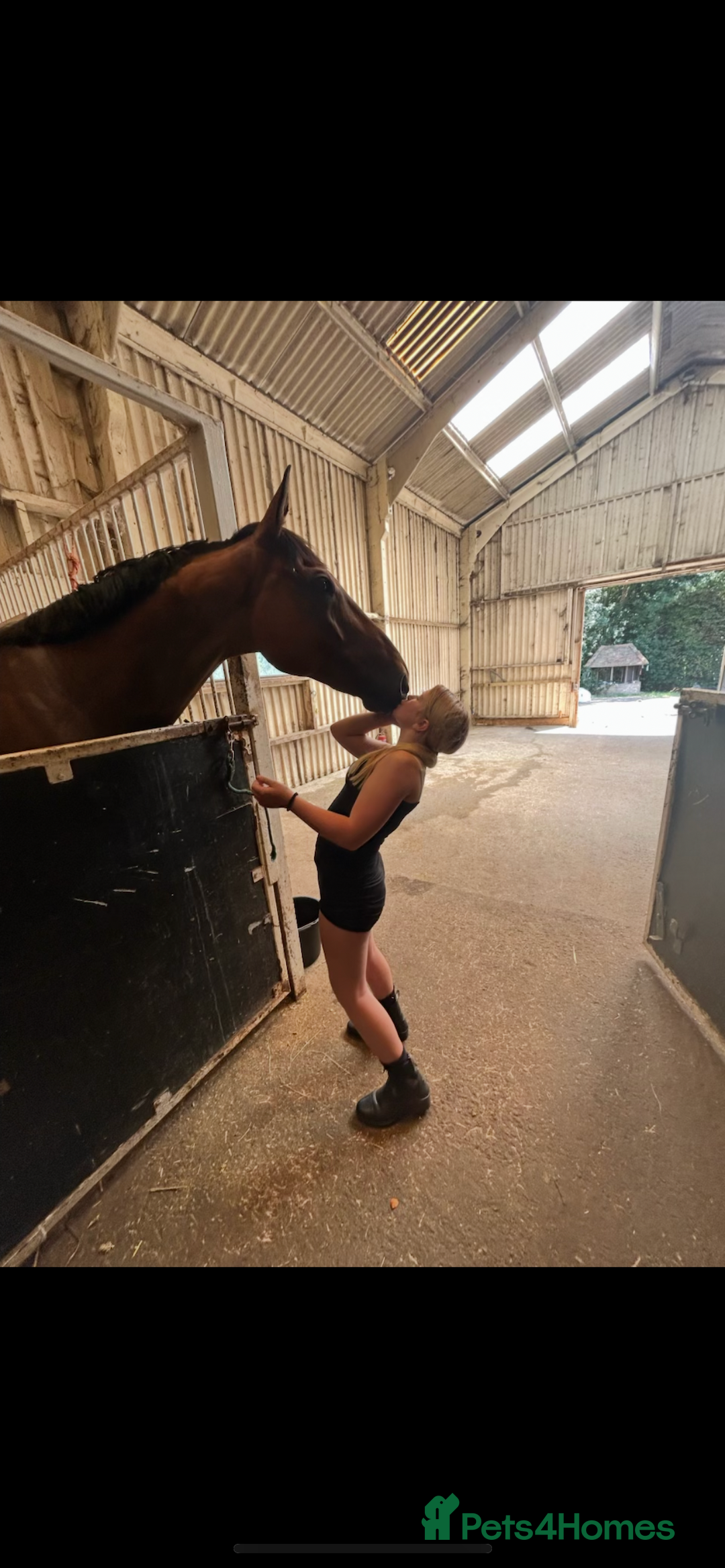 Irish Thoroughbred horses for sale: Big Ben 17hh  - Image 2