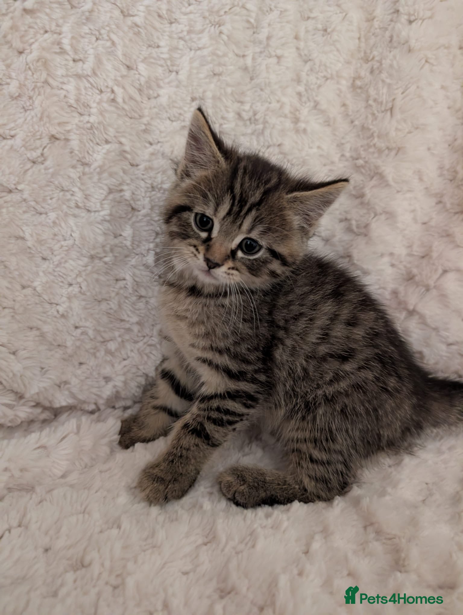 Mixed Breed cats Long/medium hair Mix kitten  - Advert 5