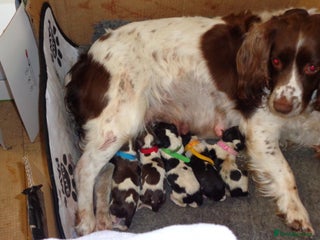 English Springer Spaniel dogs KC registered Springer Spaniel - Advert 13