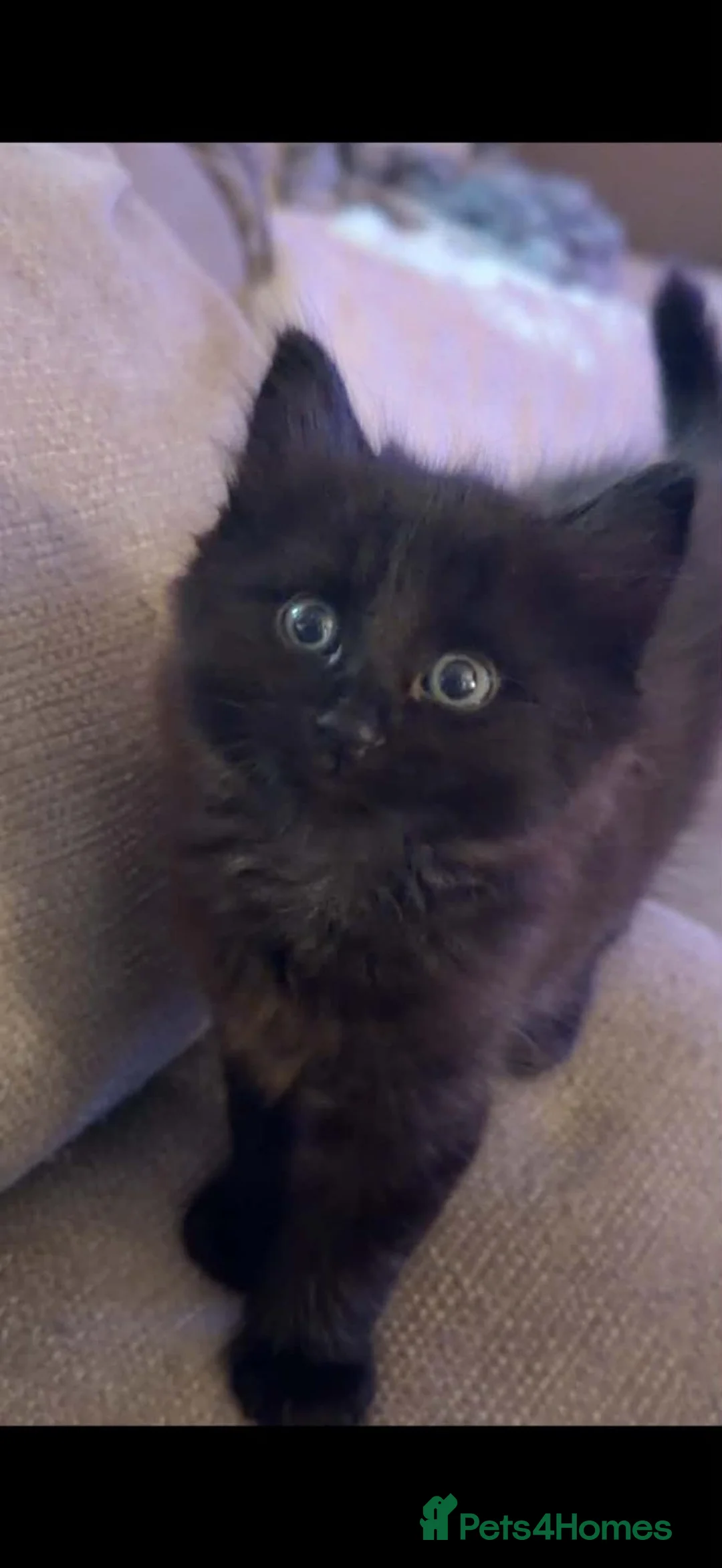 Mixed Breed cats for sale: 2 beautiful kittens to go together - Advert 2