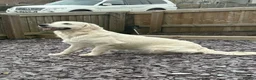 Golden Retriever dogs for sale: Stunning Cream Golden Retriever Puppies  - Advert 22