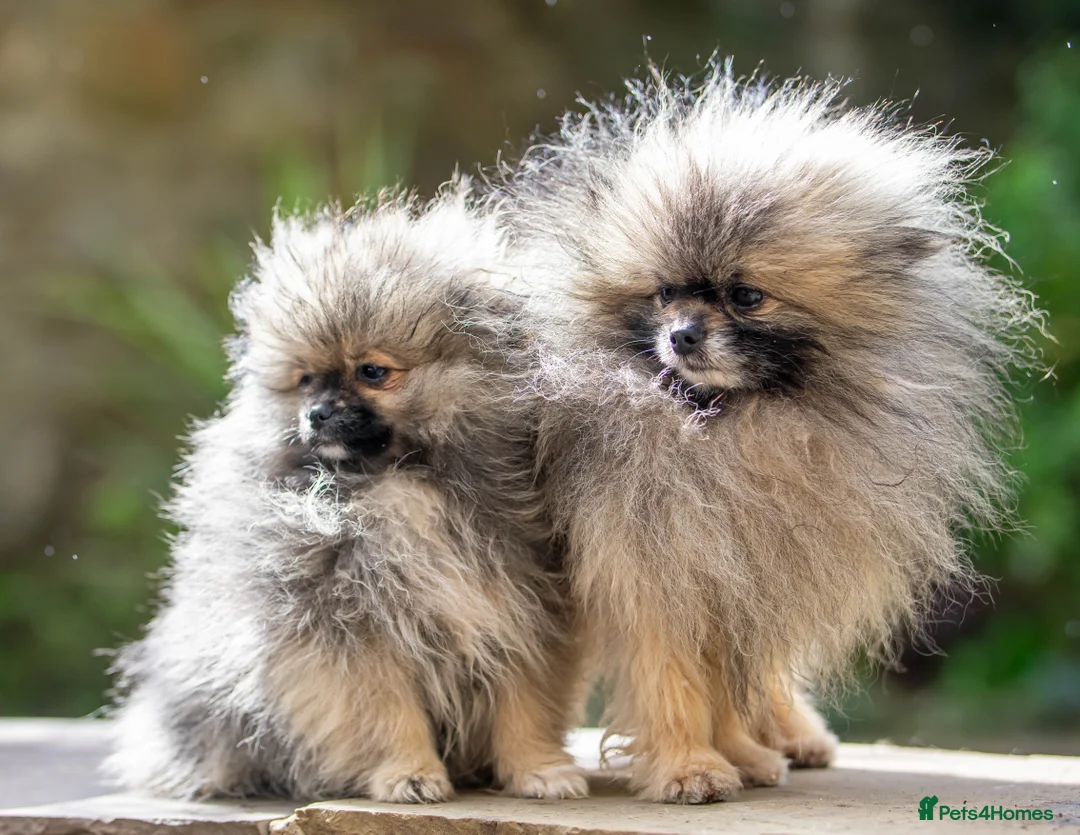 Pomeranian dogs for stud: Outstanding Tiny Stud Boy kc in Pontefract - Advert 13