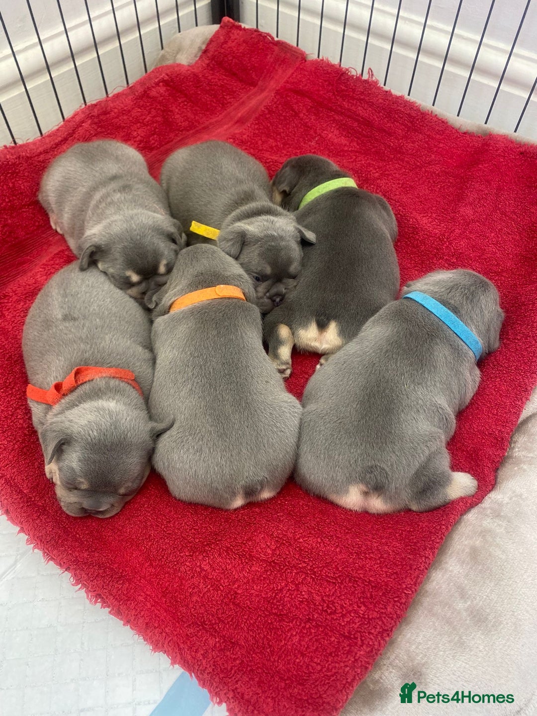 French Bulldog dogs for sale: 6 French Bulldog puppies (3 girls, 3 boys) - Image 1