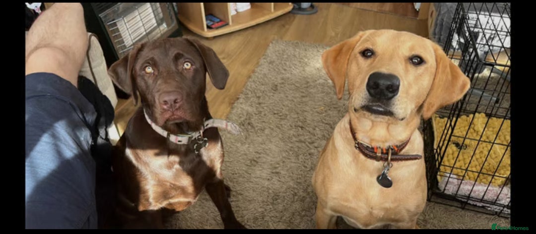 Labrador Retriever dogs for sale: Labrador puppies 8 weeks old  - Image 4