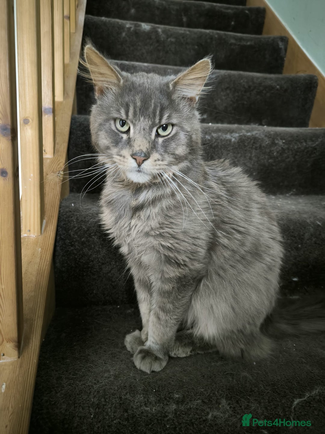 Maine Coon cats for sale: Beautiful Maine Coon Kittens 4 boys/2girl  - Advert 38