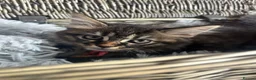 Mixed Breed cats for sale: Ragamuffin x Maine Coon Kittens For Sale  - Advert 5