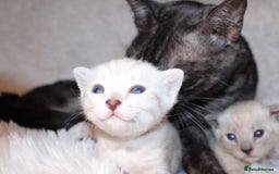 Bengal cats for sale: 😻🐈‍⬛OUTSTANDING PEDIGREE BENGAL 🐈‍⬛ 💯 - Image 7