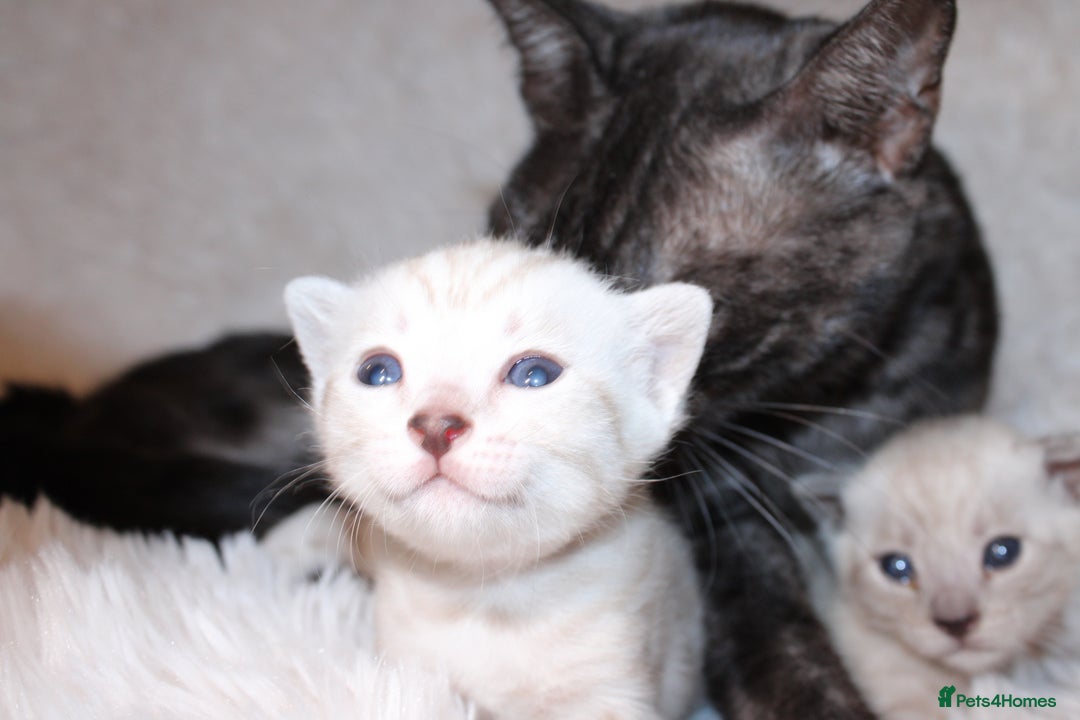 Bengal cats for sale: 😻🐈‍⬛OUTSTANDING PEDIGREE BENGAL 🐈‍⬛ 💯 - Image 7