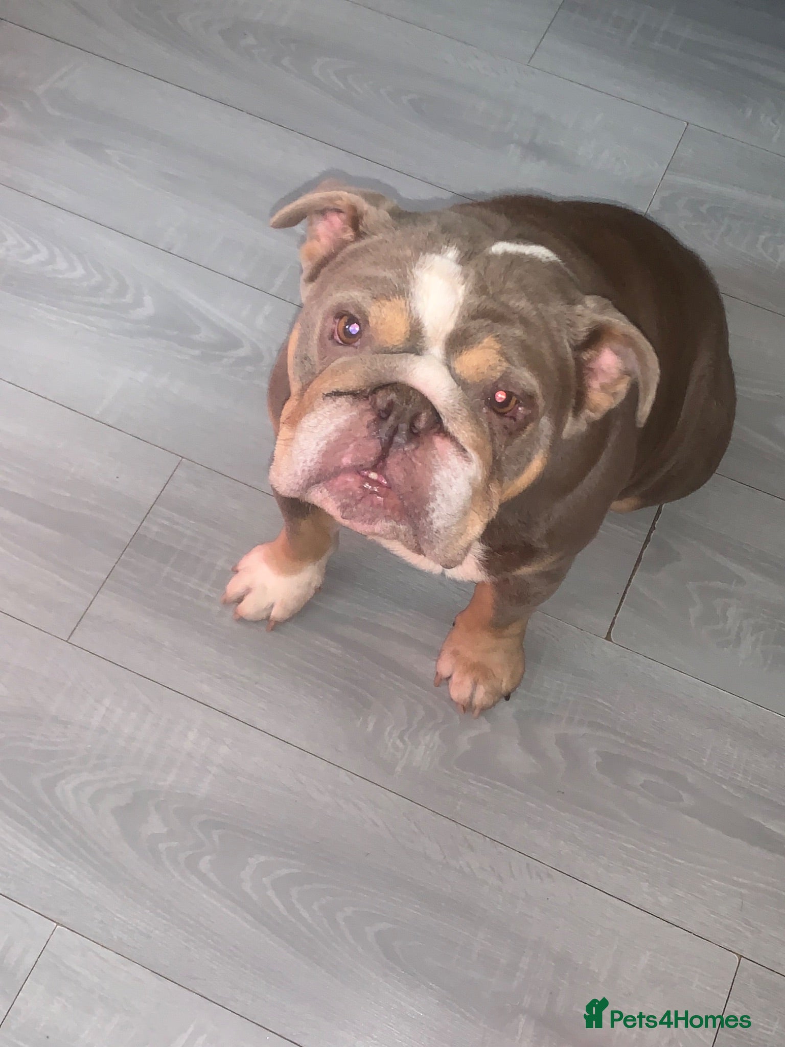 English Bulldog dogs Adult female English bulldog for sale  - Advert 3