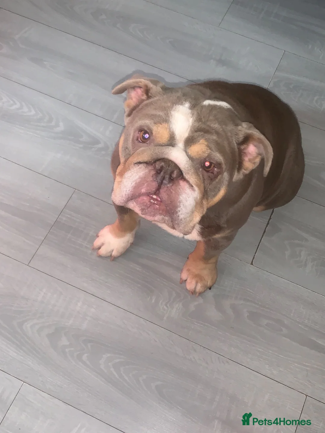 English Bulldog dogs for sale: Adult female English bulldog for sale  - Advert 1