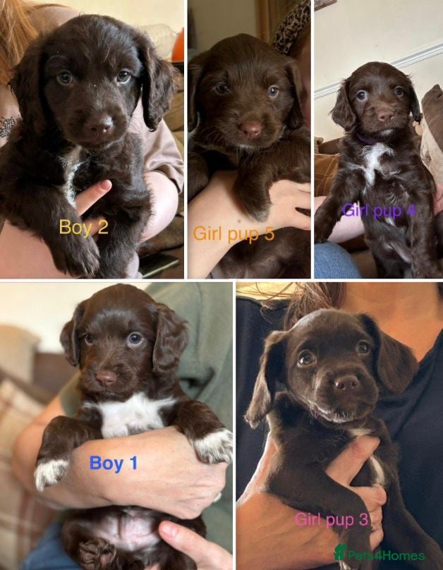 Mixed Breed dogs Spratterpoo Pups - Advert 7