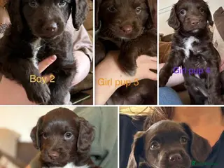 Mixed Breed dogs Spratterpoo Pups - Advert 7