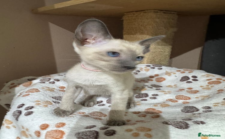 Siamese cats - Advert 1