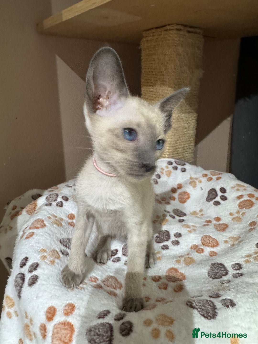 Siamese cats for sale: 3 affectionate Siamese kittens available  - Image 3