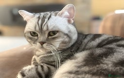 British Shorthair cats for stud: BSH Classic Silver Tabby for Stud  in Nottingham - Image 2