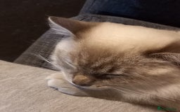 Ragdoll cats for sale: Mini the kitten  - Image 1