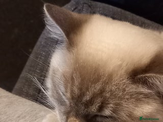 Ragdoll cats - Advert 24