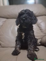 Cockapoo dogs Cockerpoo Puppies - Advert 6