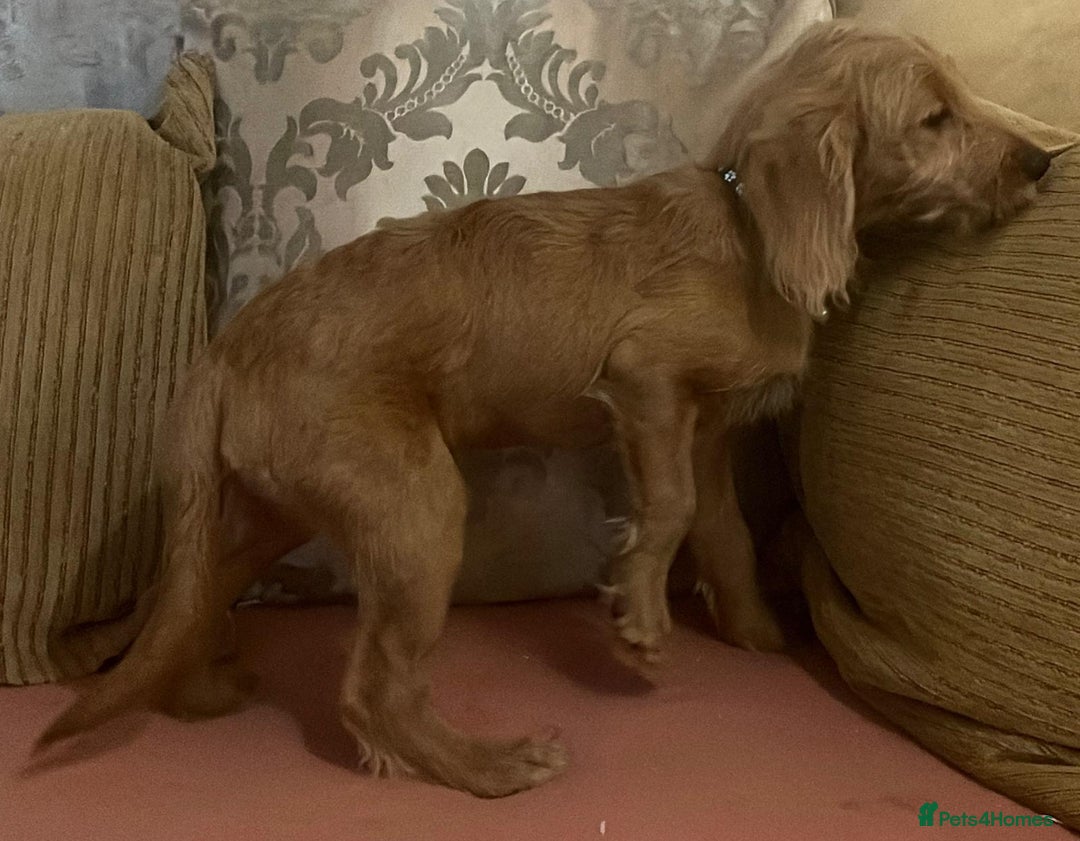 Labradoodle dogs for sale: Absolutely beautiful Labradoodles - Advert 3