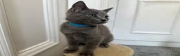 Russian Blue cats for sale: Russian Blue Kittens - Advert 35