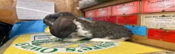 French Lop rabbits for sale: French lops - Advert 4