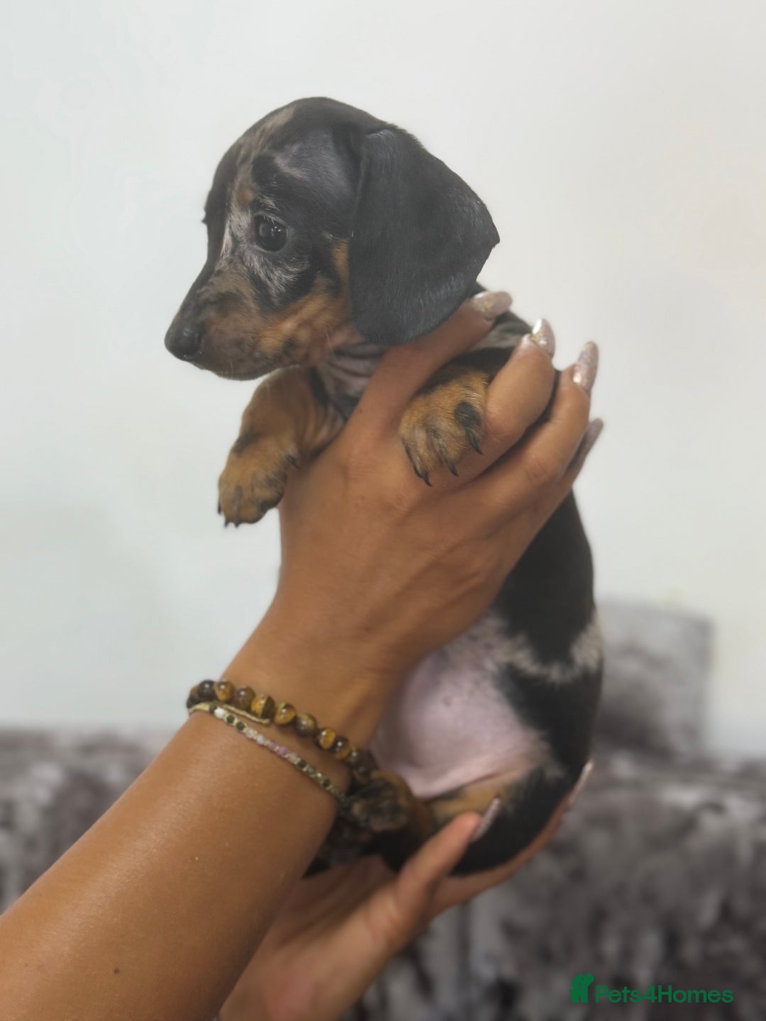 Miniature Dachshund dogs for sale: 7 stunning miniature dachshund puppies - Image 22