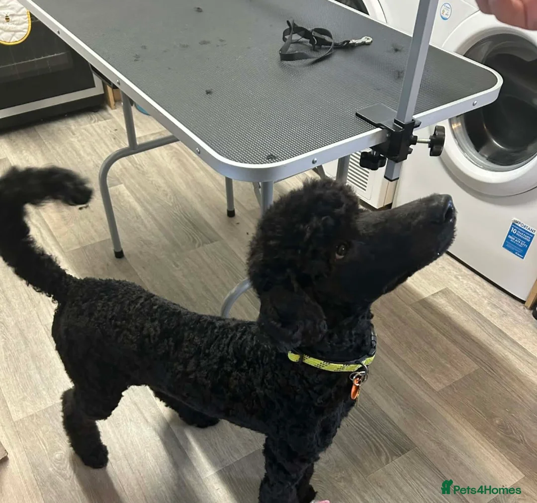 Standard Poodle dogs for sale: Standard poodle  in Chatteris - Advert 4